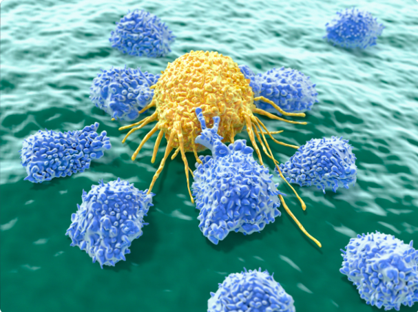 Illustration of lymphocytes attacking a cancer cell