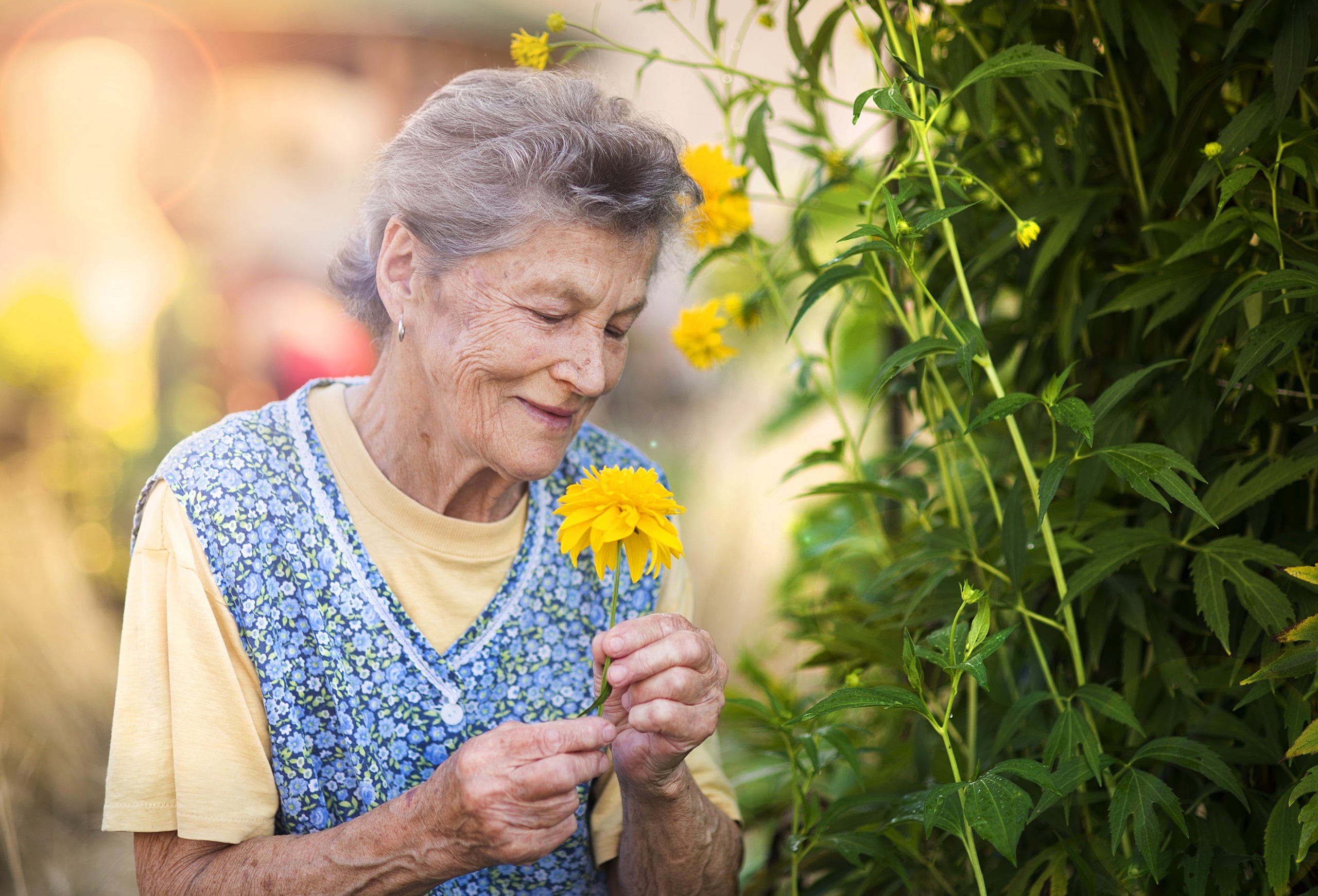 senior-woman-parkinson's-in-apron-with-yellow-flower-in-the-sunny-garden
